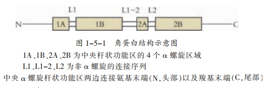 角蛋白中间丝结构特征