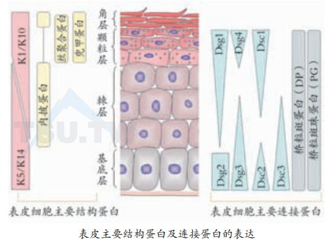 表皮主要结构蛋白及连接蛋白的表达