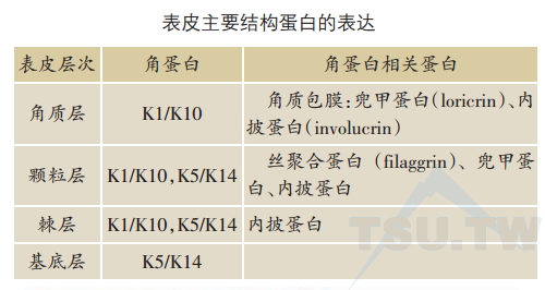 角蛋白基因结构特征