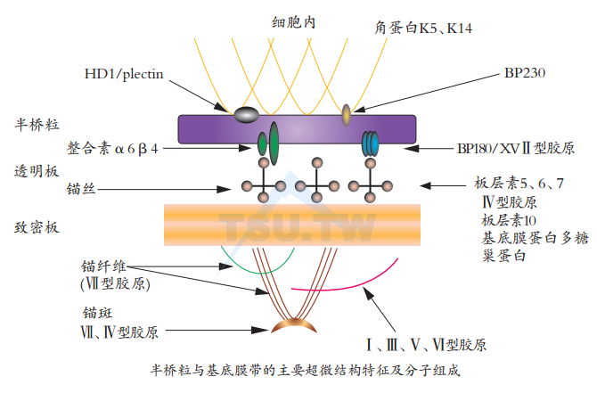 半桥粒与基底膜带的主要超微结构特征及分子组成