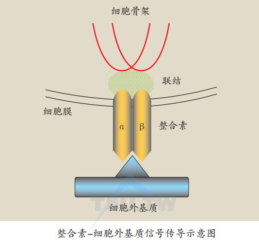 整合素（integrjns）