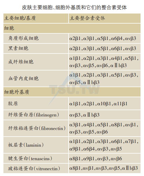 皮肤主要细胞、细胞外基质和它们的整合素受体