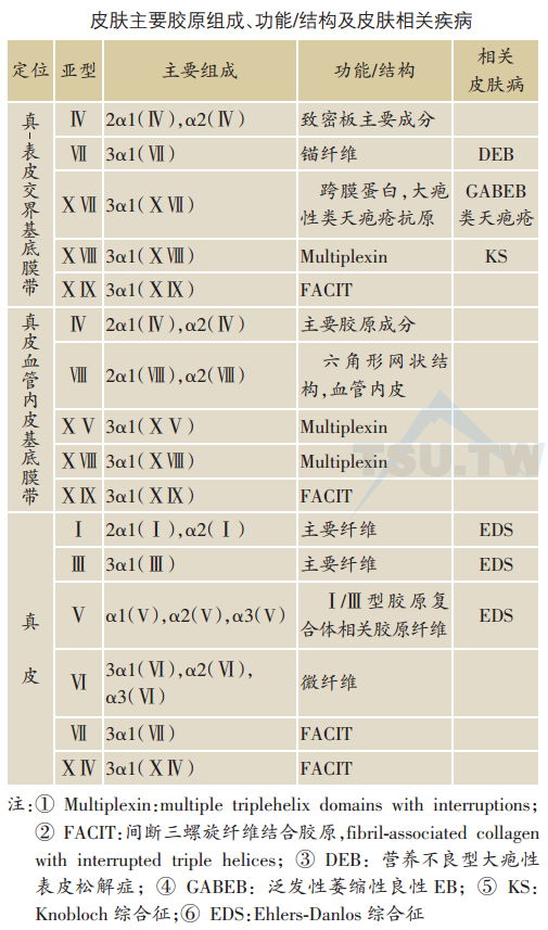 皮肤主要胶原组成、功能，结构及皮肤相关疾病