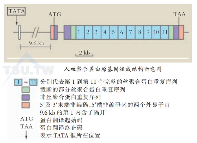 人丝聚合蛋白原基因组成结构示意图