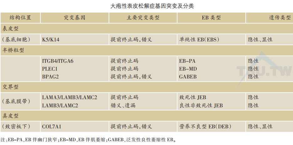 角质形成细胞连接结构成分缺陷与皮肤疾病