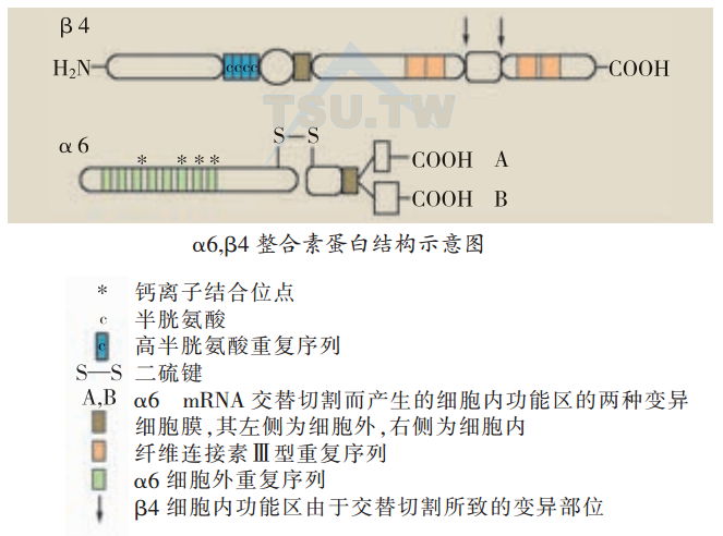 α整，β4合素蛋白结构示意图