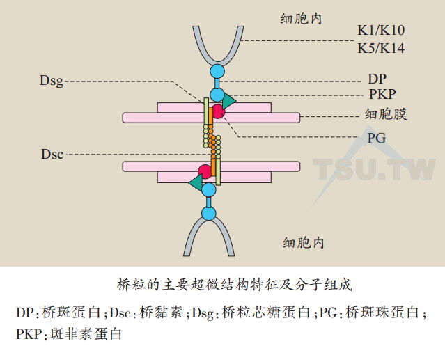 桥粒的主要超微结构特征及分子组成