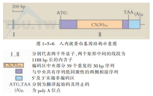 人内披蛋白基因结构示惠图