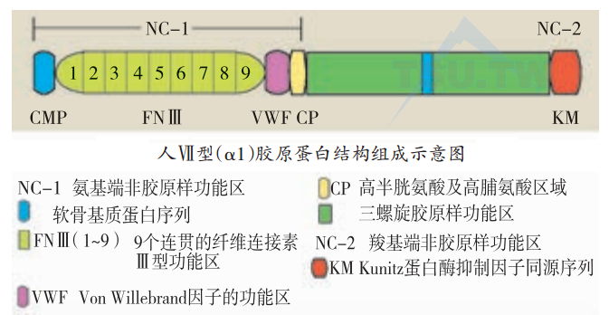 胶原蛋白结构组成示意图