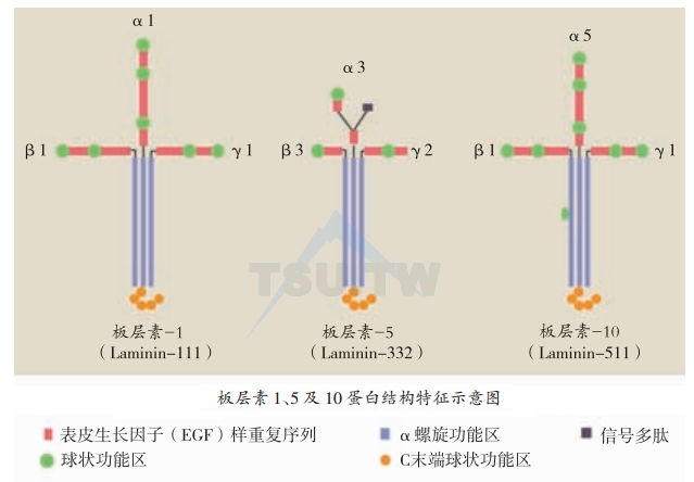 板层素1、5及10蛋白结构特征示意图