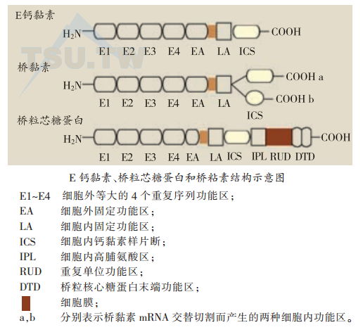 E钙黏素、桥粒芯糖蛋白和桥粘素结构示意图