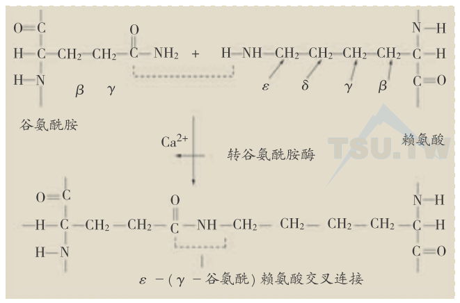 转谷氨酰胺酶催化两个蛋白分子间的交叉连接