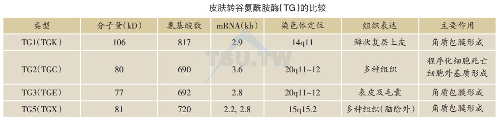 皮肤转谷氨酰胺酶(TG)的比较