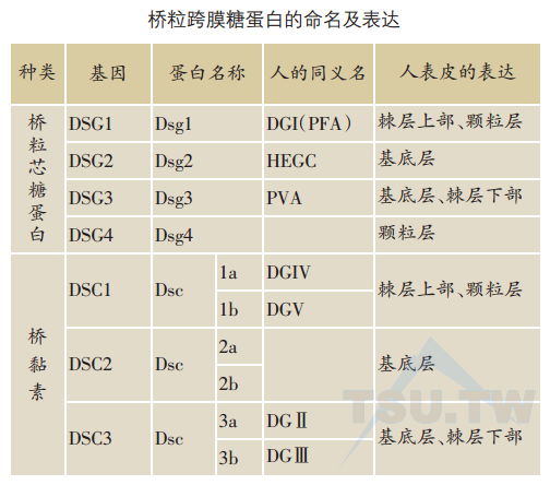 桥粒跨膜糖蛋白的命名及表达