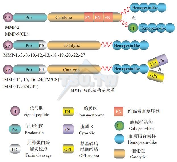 基质金属蛋白酶（Matrix metalloproteinases、MMPs）