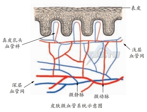 皮肤真皮微血管组成及构造