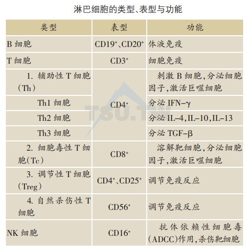 淋巴细胞的类型、表型与功能