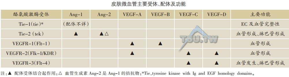 皮肤微血管主要受体、配体及功能