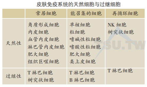 皮肤免疫系统的天然细胞与过继细胞