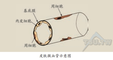 皮肤微血管示意图