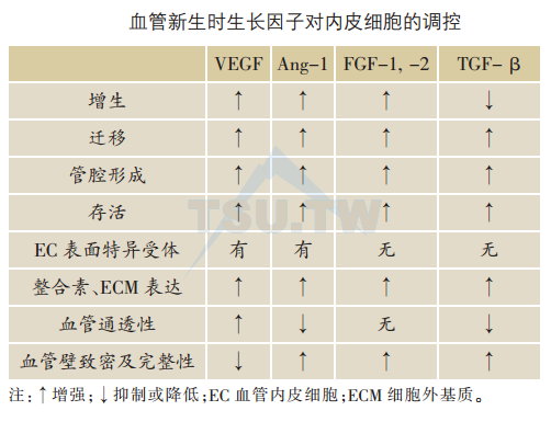 血管新生时生长因子对内皮细胞的调控