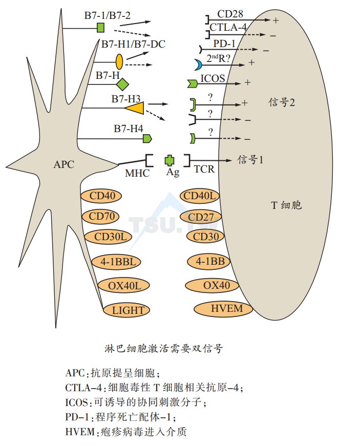 淋巴细胞激活需要双信号