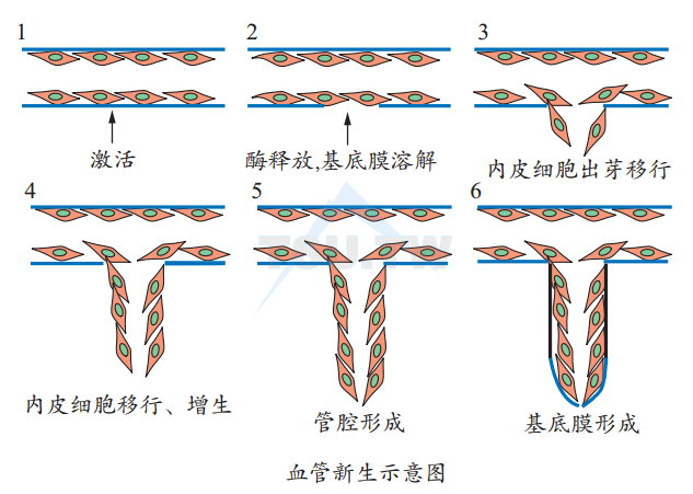 血管新生示意囤