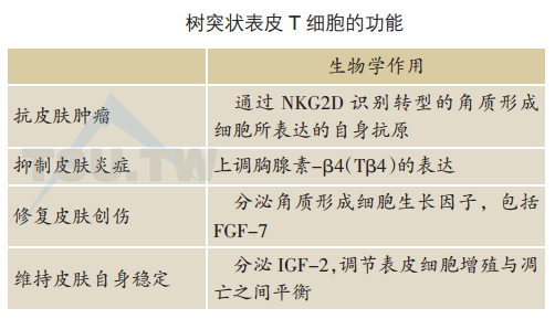 树突状表皮T细胞的功能