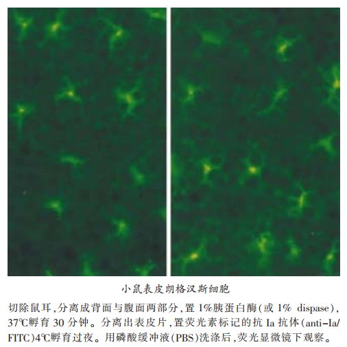 小鼠表皮朗格汉斯细胞