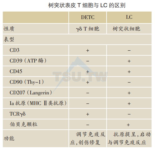 树突状表皮T细胞与LC的区别