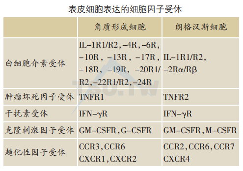 表皮细胞表达的细胞因子受体