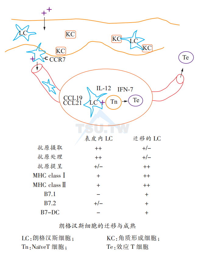 朗格汉斯细胞的迁移与成熟