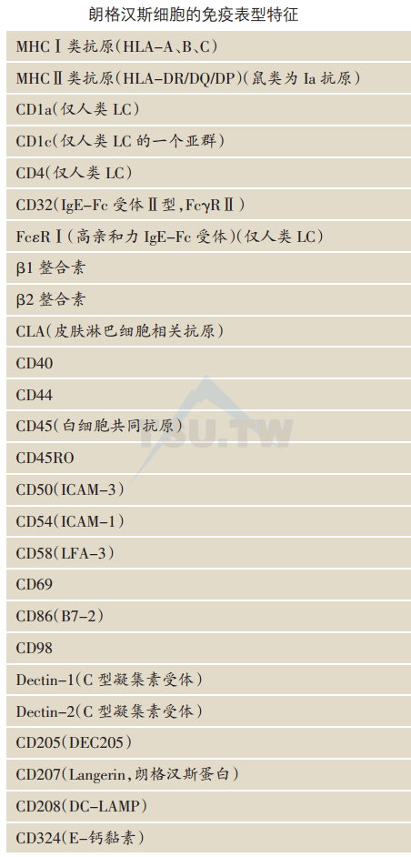 朗格汉斯细胞的免疫表型特征