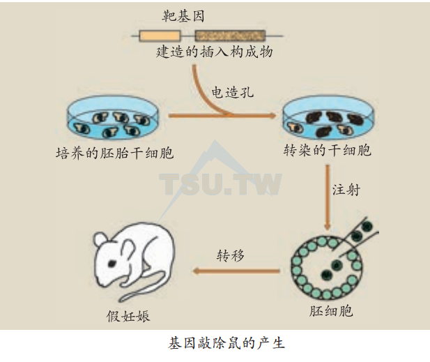 基因敲除鼠的产生