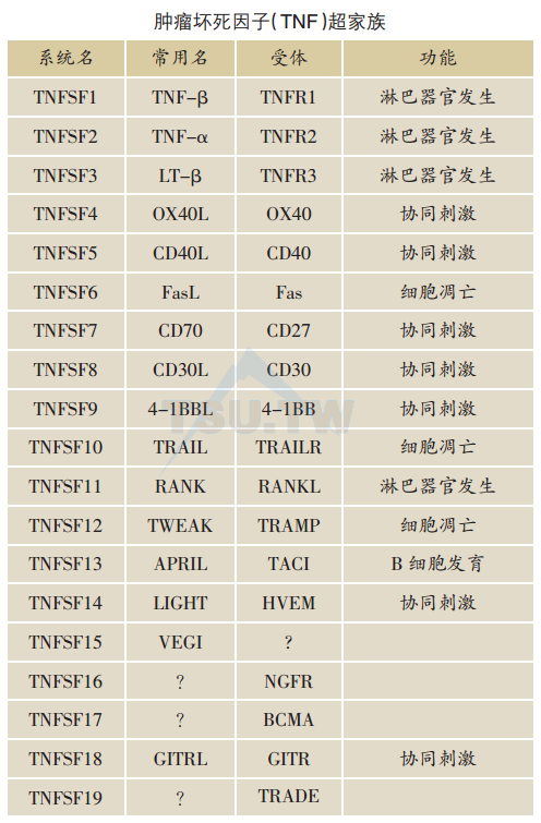 肿瘤坏死因子（TNF）超家族