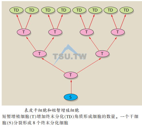 患皮肤病时皮肤的改变（表皮、真皮及其交界、皮下组织）