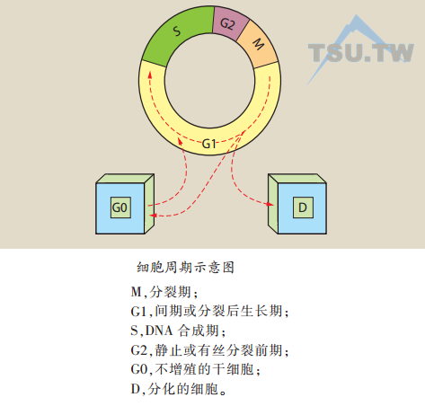 细胞周期示意图