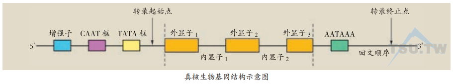 真核生物基因结构示意图