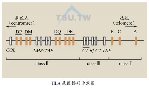 HLA基因排列示意圈