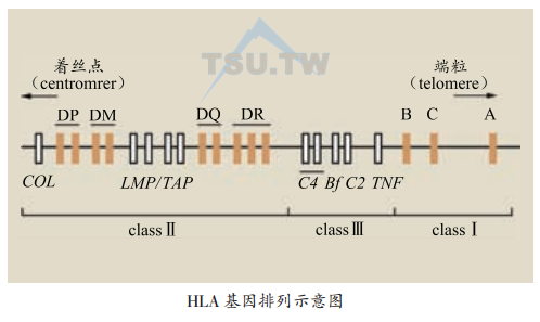 人类白细胞抗原与皮肤病