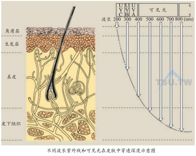 不同波长紫外线和可见光在皮肤中穿透深度示意图