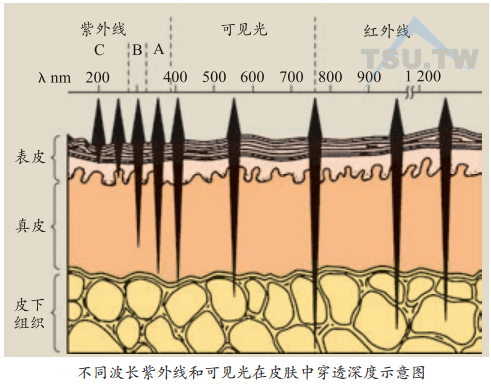 不同波长紫外线和可见光在皮肤中穿透深度示意图
