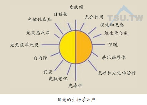 日光照射皮肤的生物学效应