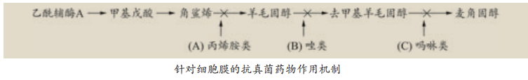 抗真菌药物作用机制