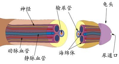 龟头金枪不倒暗藏支架