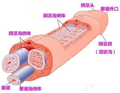 阴茎不是一根是三根？