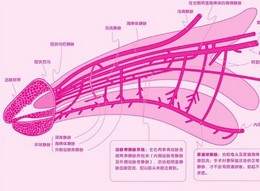 对男性生殖器有了更深入的了解