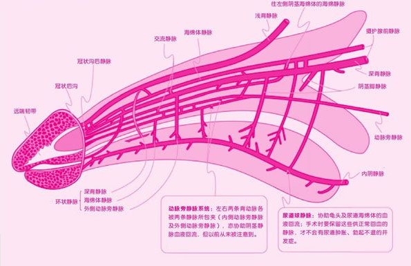 男性生殖器结构图