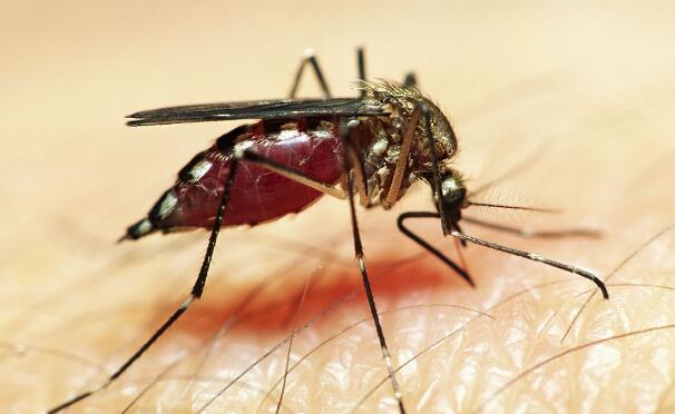 蚊子叮咬及引起的皮肤反应
