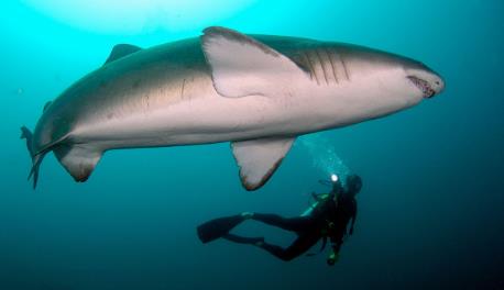 鲨鱼咬伤：海底遇到鲨鱼怎么办？